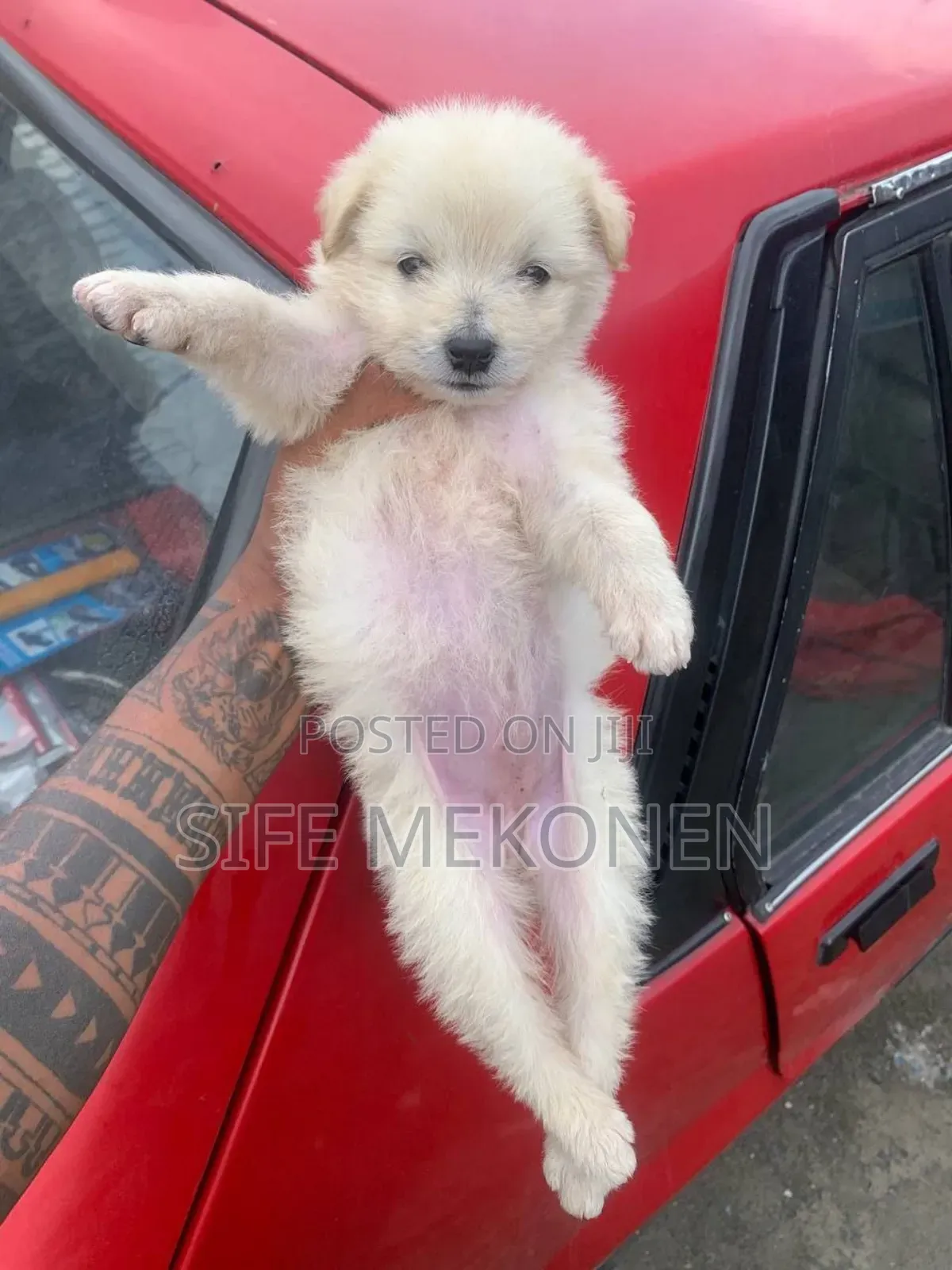 1-3 months Male Purebred Maltese