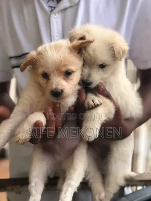 Photo - 1-3 months Male Purebred Maltese
