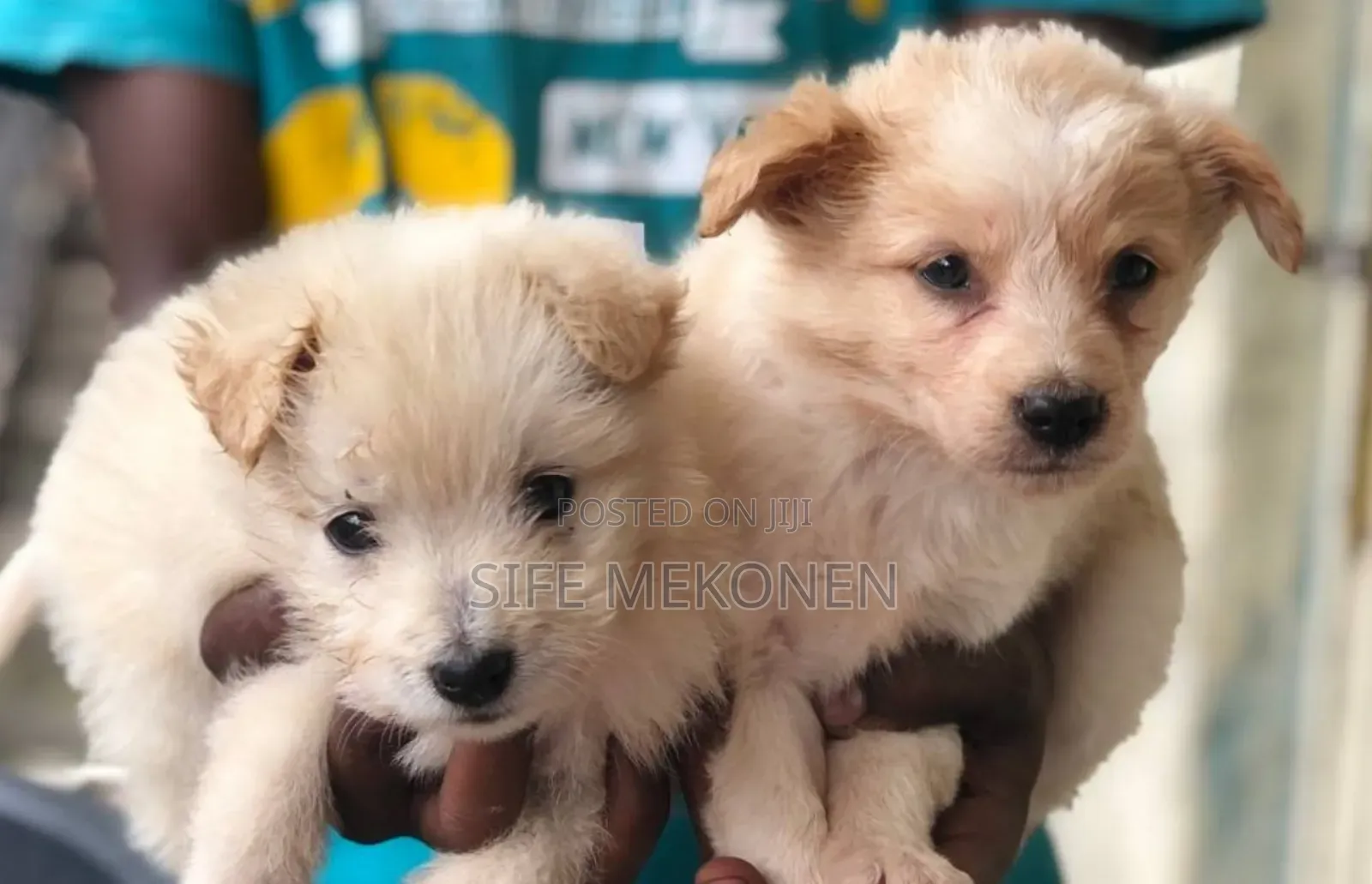 1-3 months Male Purebred Maltese