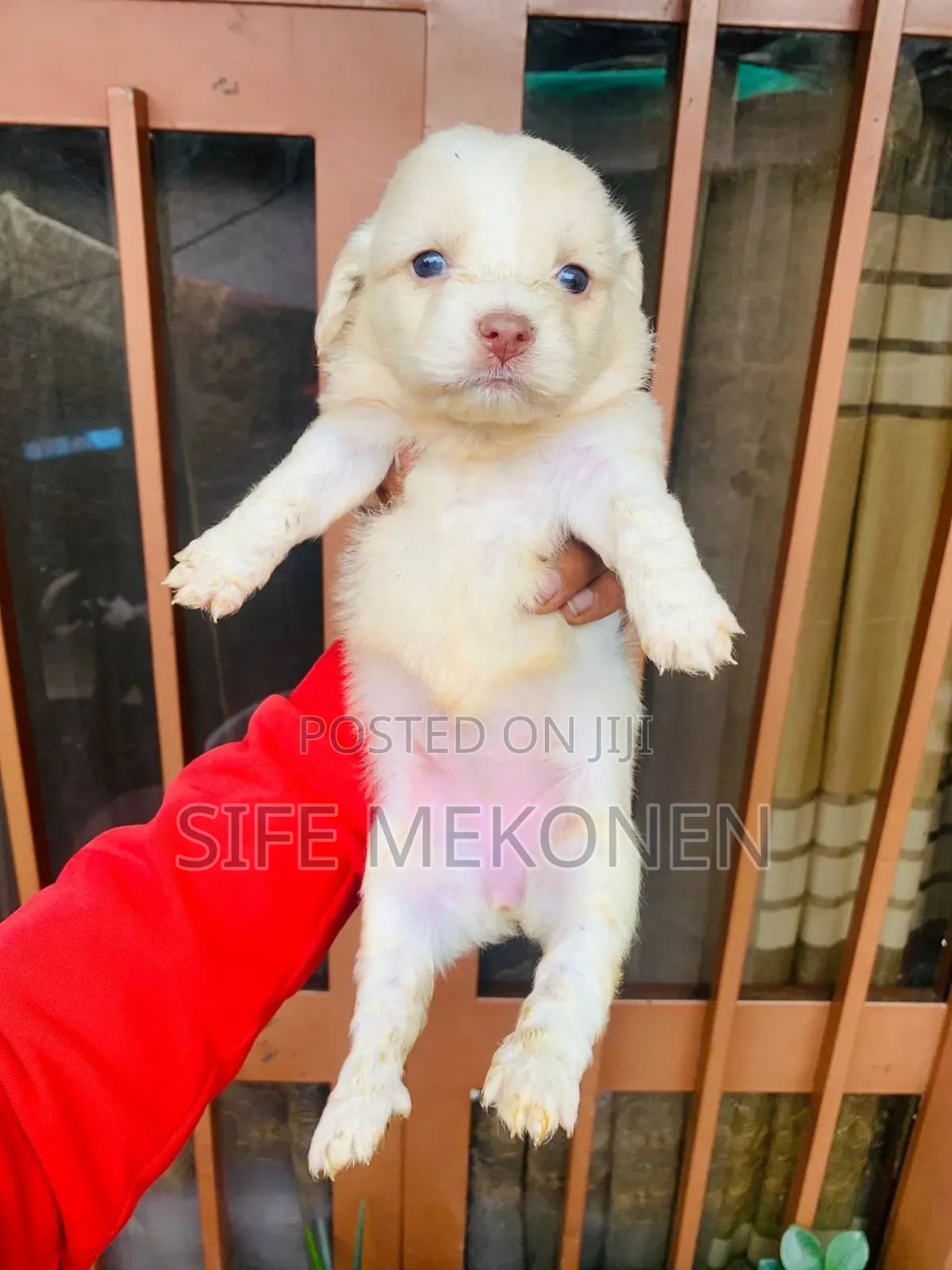 1-3 months Male Purebred Maltese