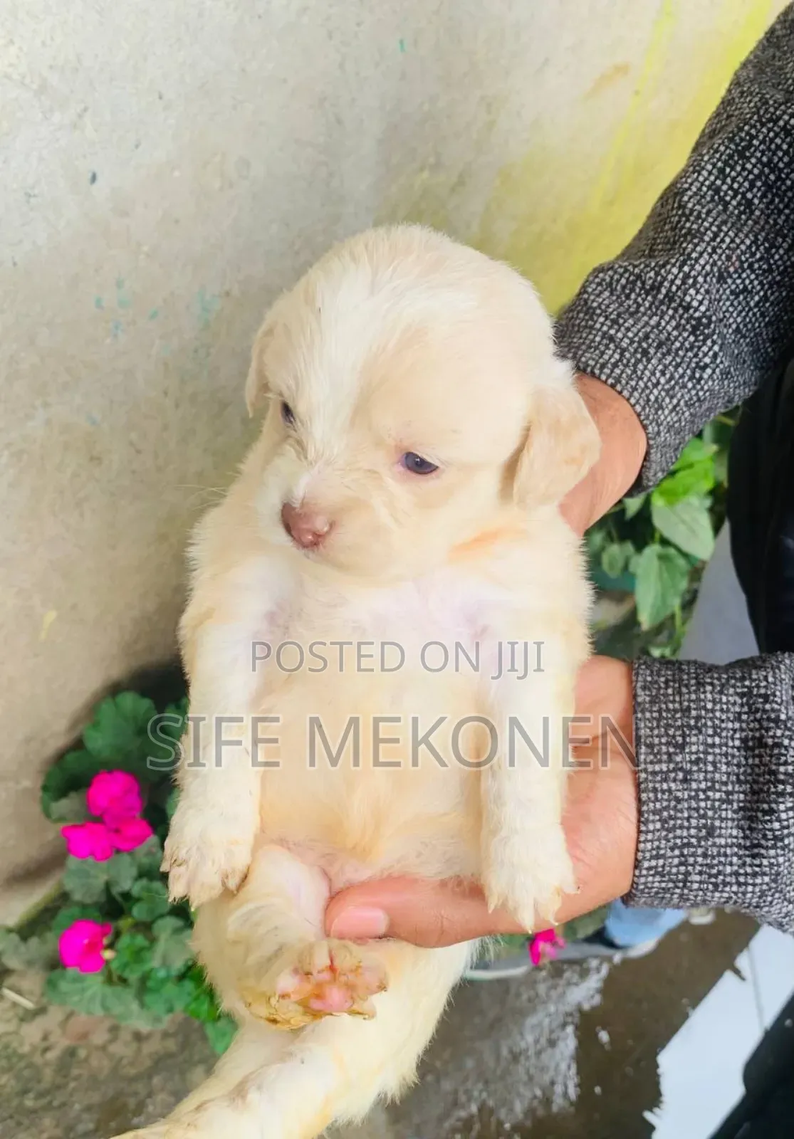 1-3 months Male Purebred Maltese