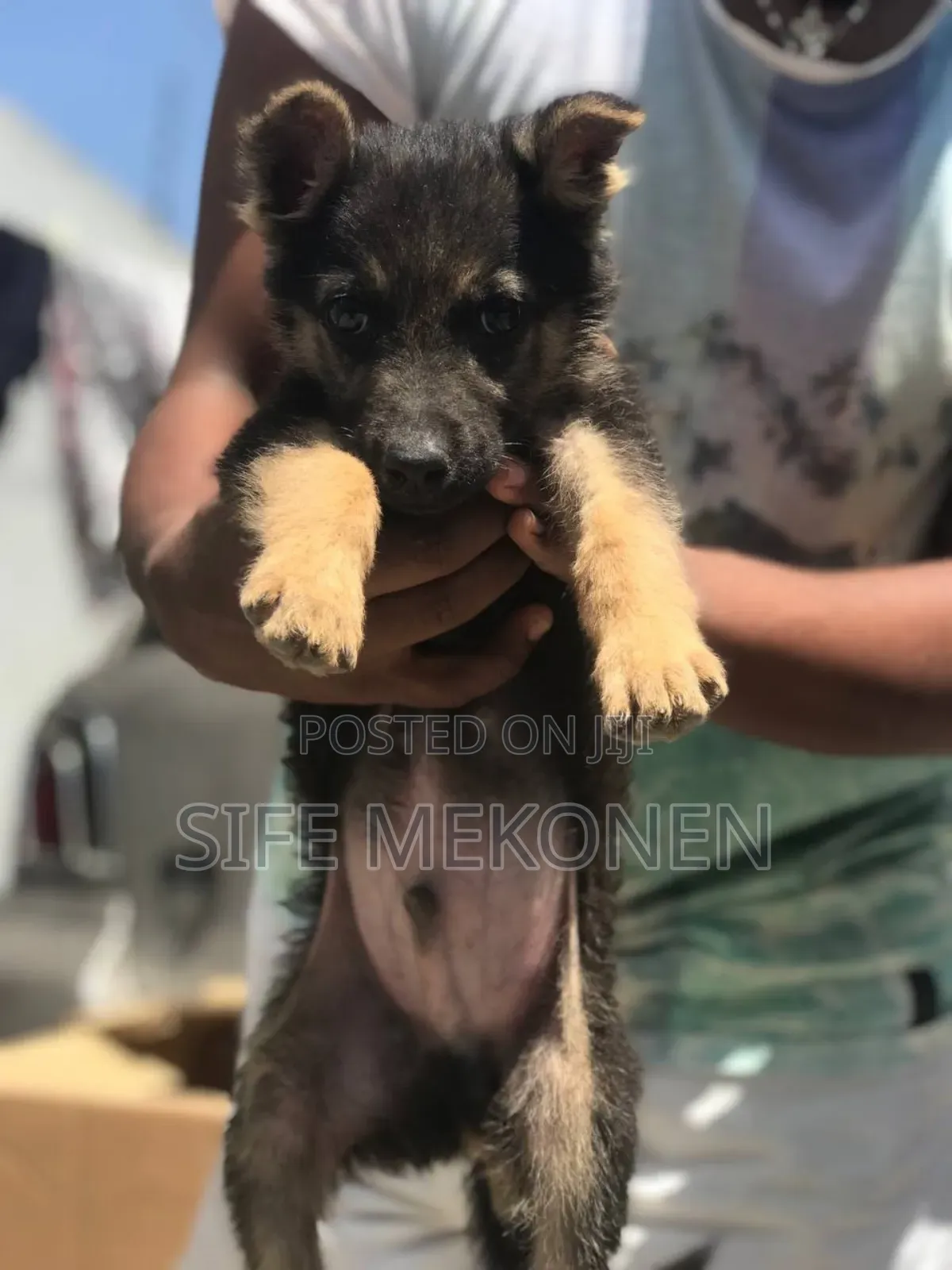 1-3 months Male Purebred German Shepherd