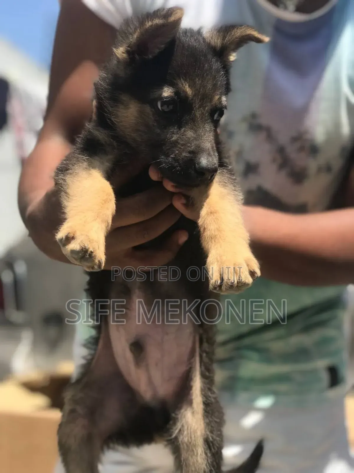 1-3 months Male Purebred German Shepherd