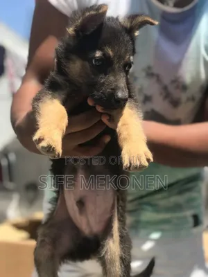 1-3 months Male Purebred German Shepherd