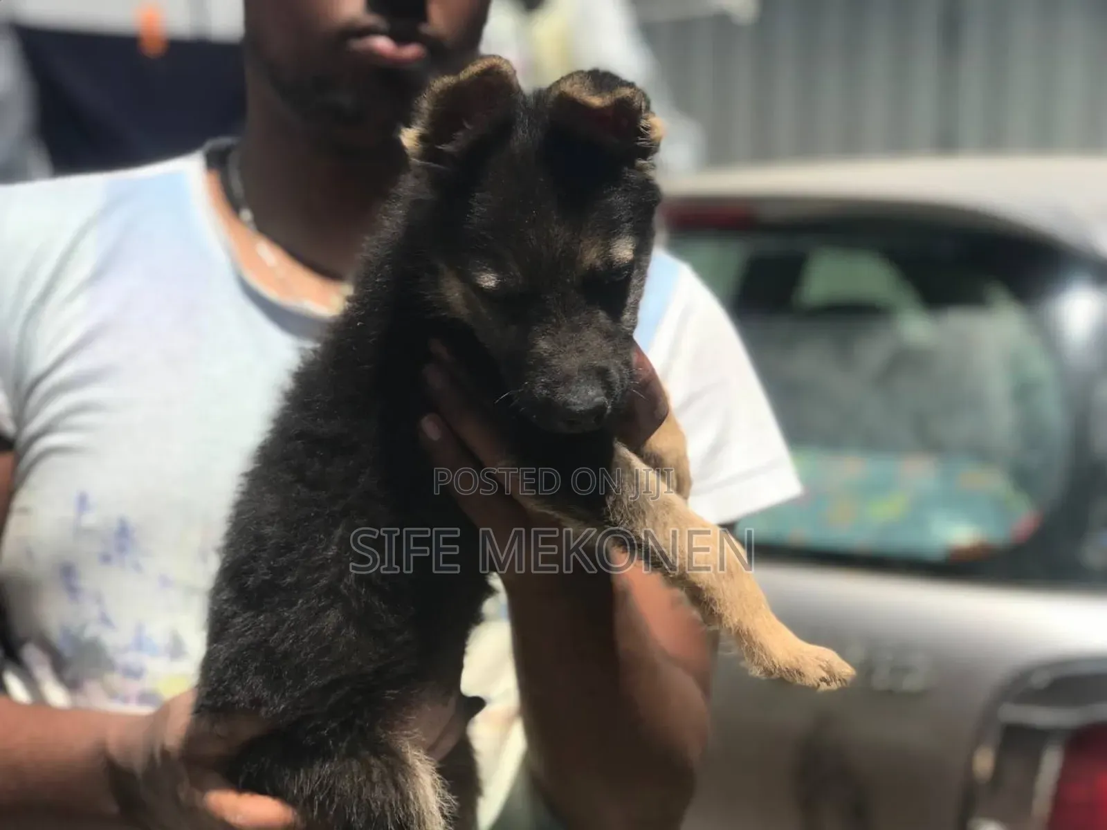 1-3 months Male Purebred German Shepherd