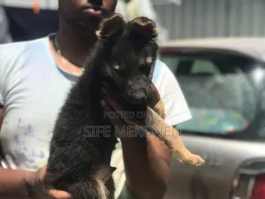 1-3 months Male Purebred German Shepherd