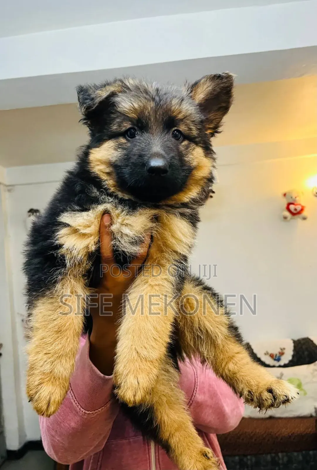 1-3 months Male Purebred German Shepherd