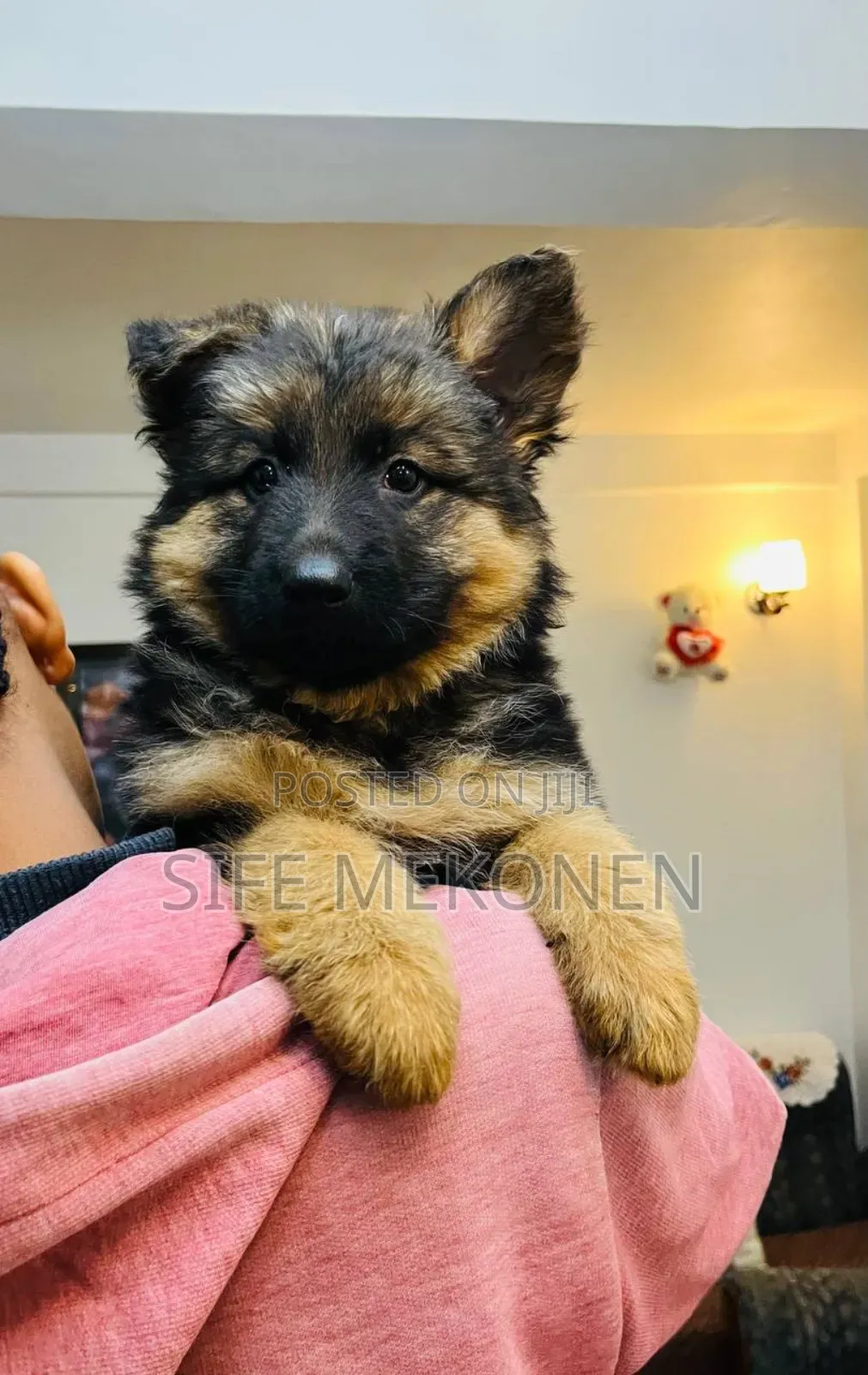 1-3 months Male Purebred German Shepherd