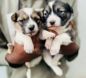 Photo - 1-3 months Male Purebred Maltese