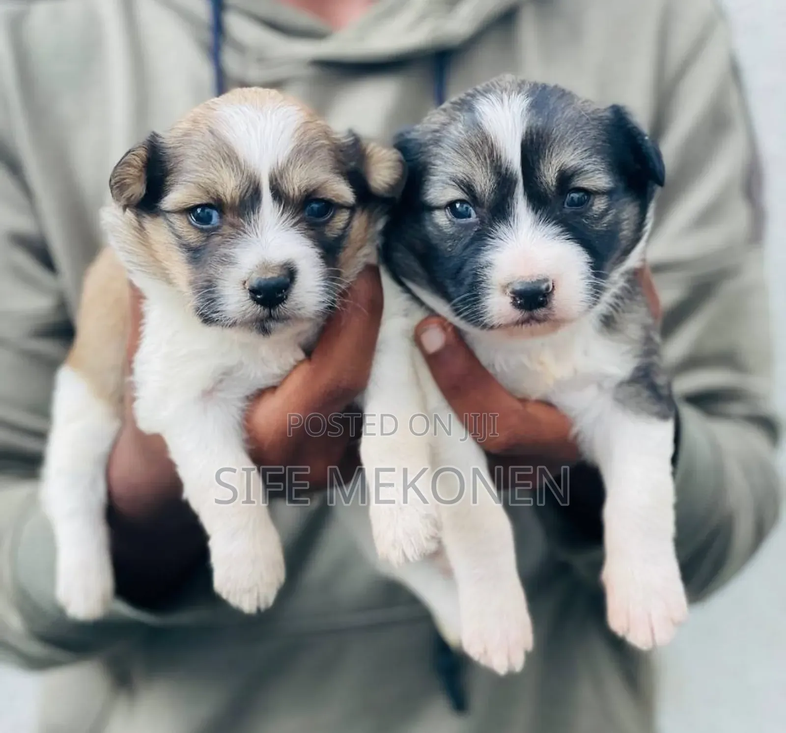 1-3 months Male Purebred Maltese