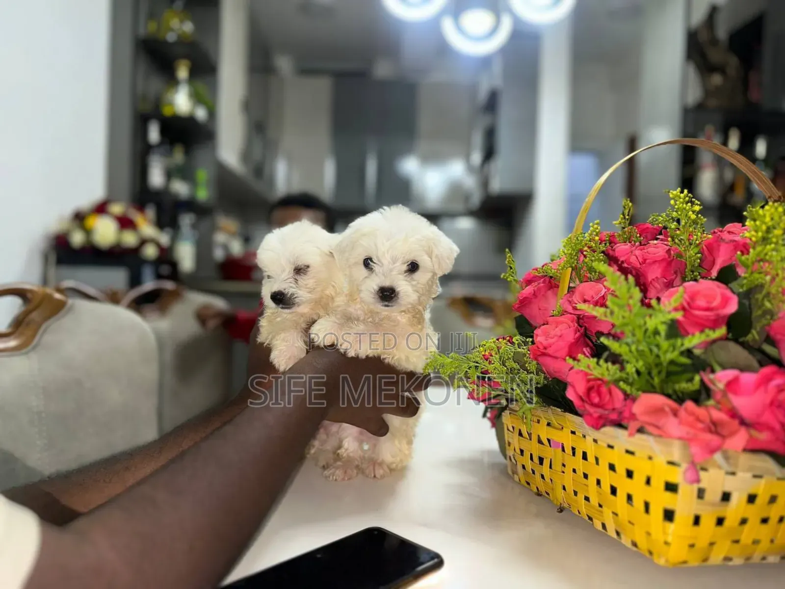 1-3 months Male Purebred Maltese