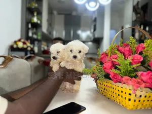 Photo - 1-3 months Male Purebred Maltese