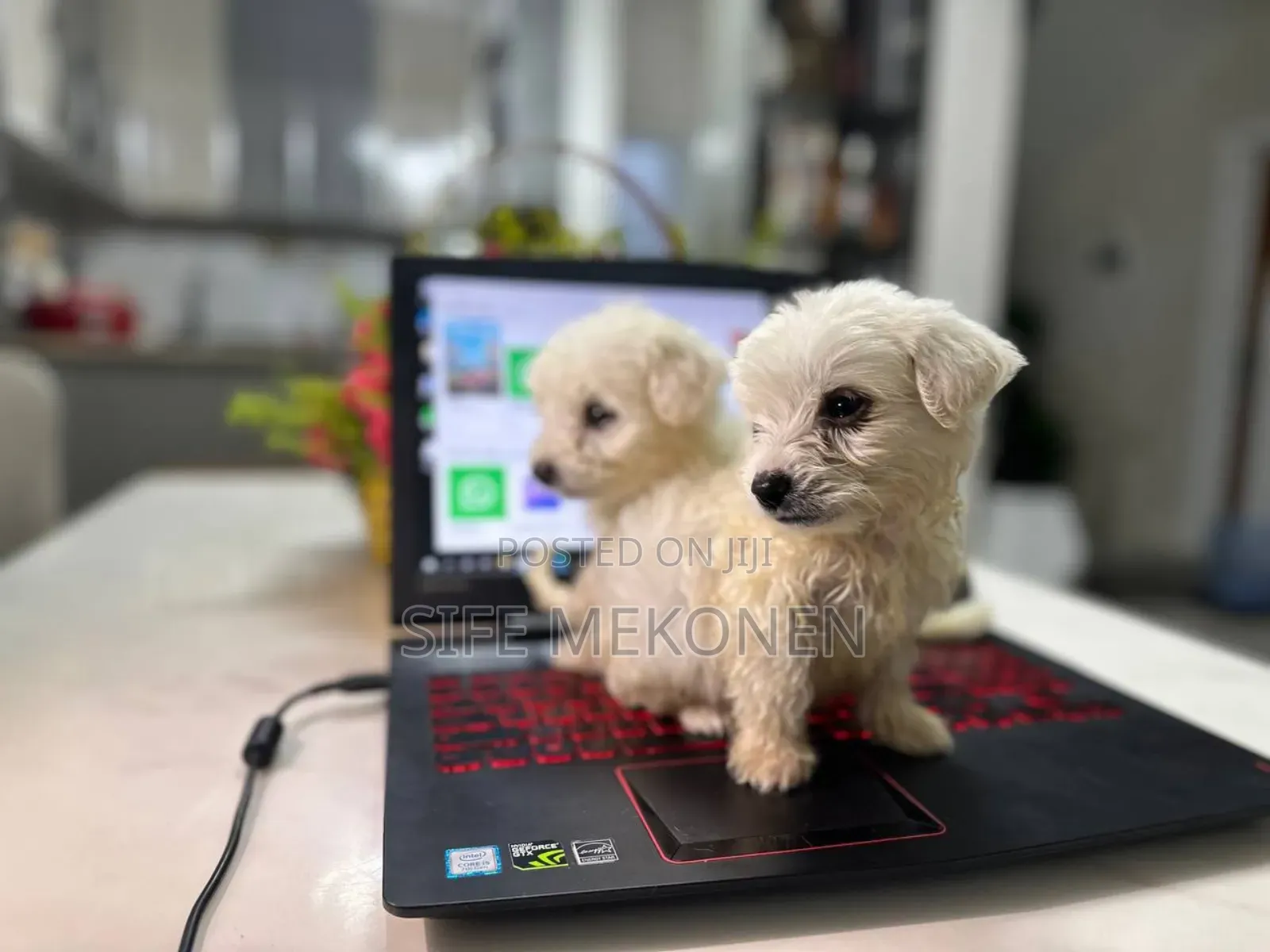 1-3 months Male Purebred Maltese