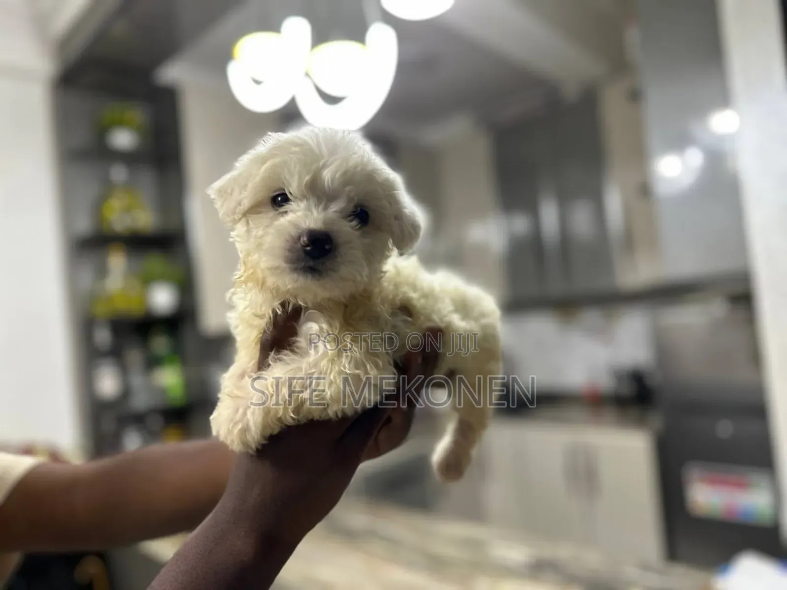 1-3 months Male Purebred Maltese