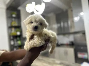 1-3 months Male Purebred Maltese