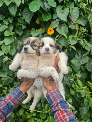 Photo - 1-3 months Male Purebred Maltese