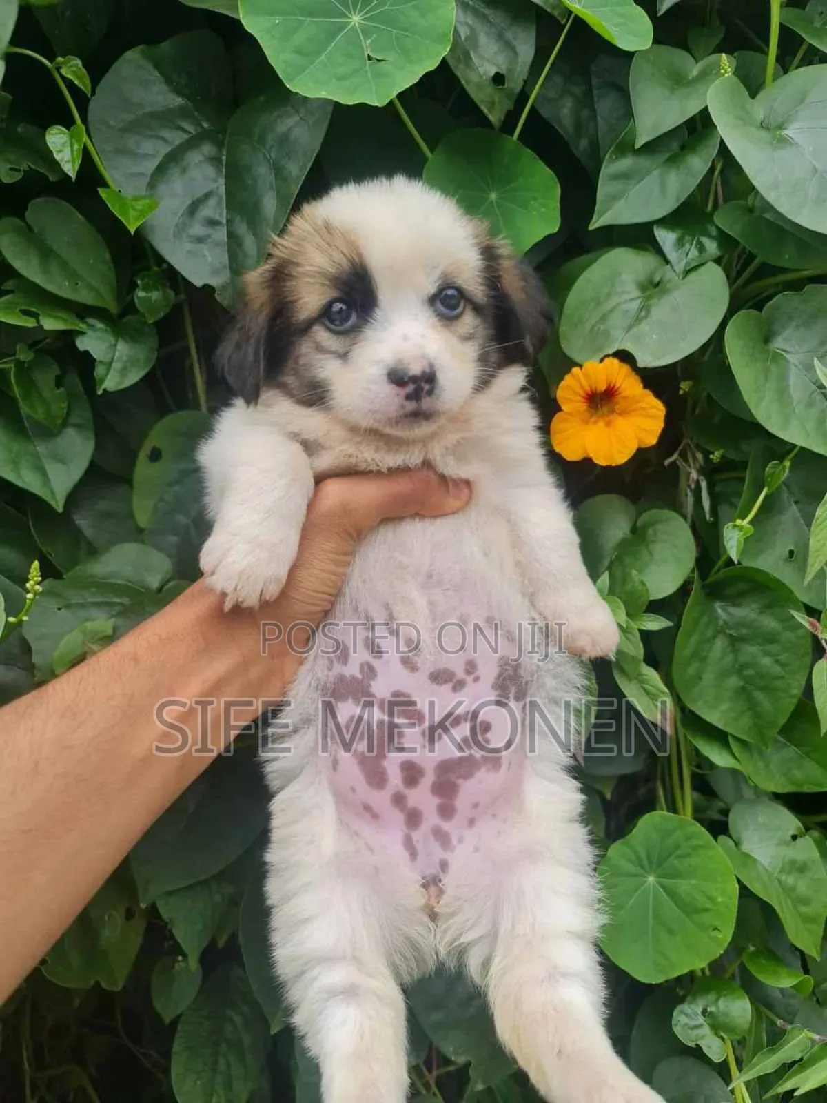 1-3 months Male Purebred Maltese