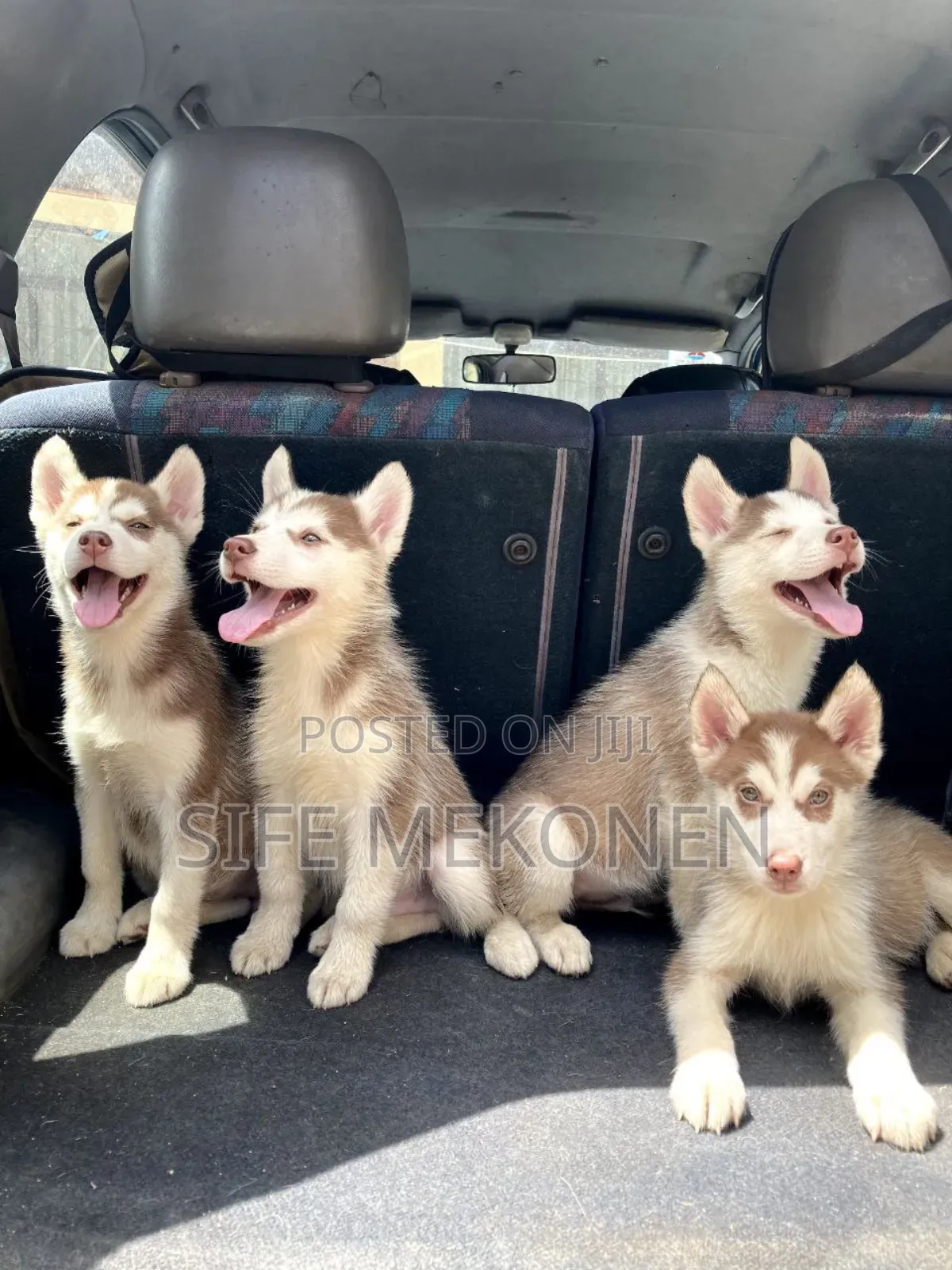 1-3 months Male Purebred Siberian Husky