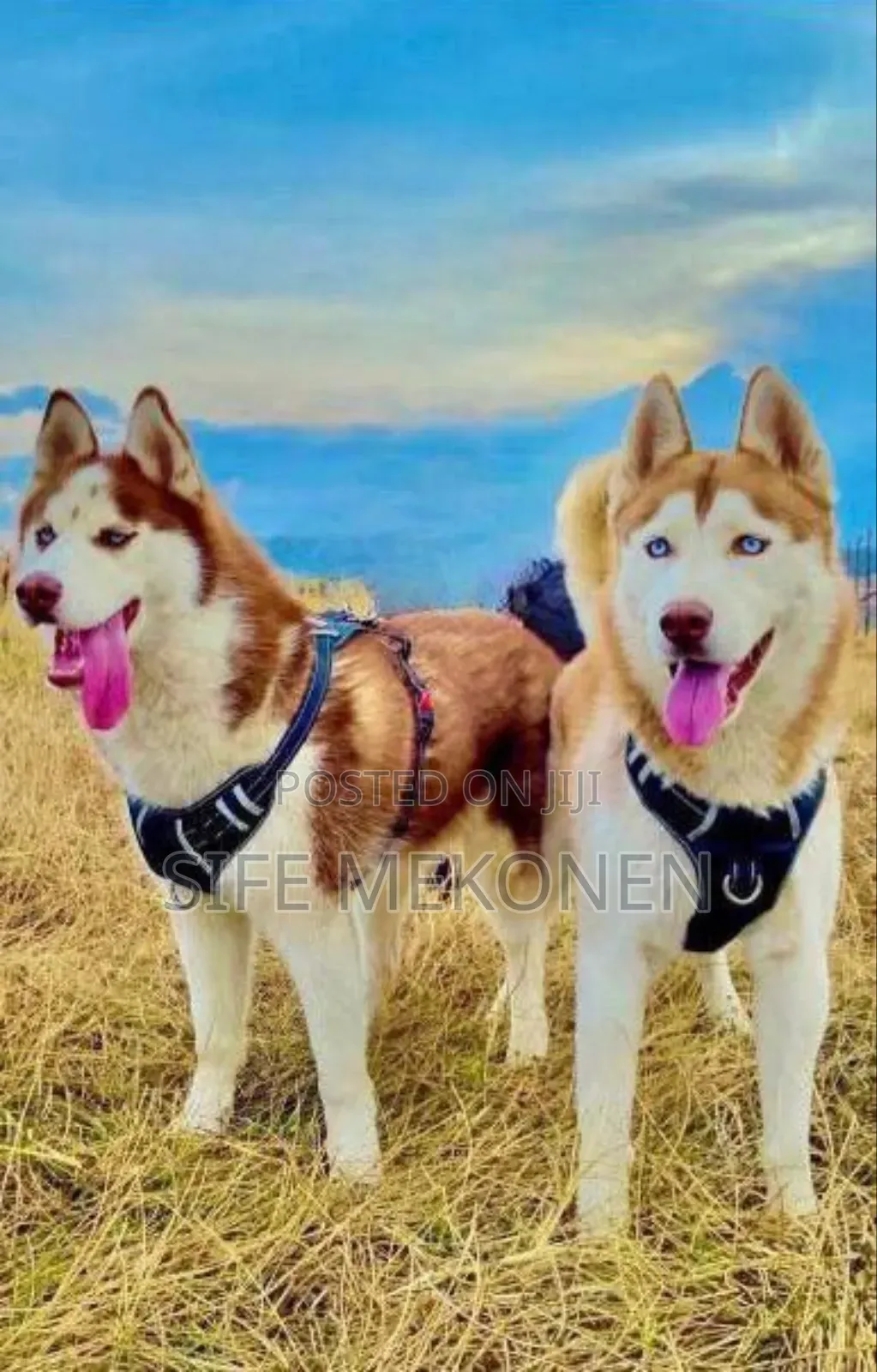 1-3 months Male Purebred Siberian Husky