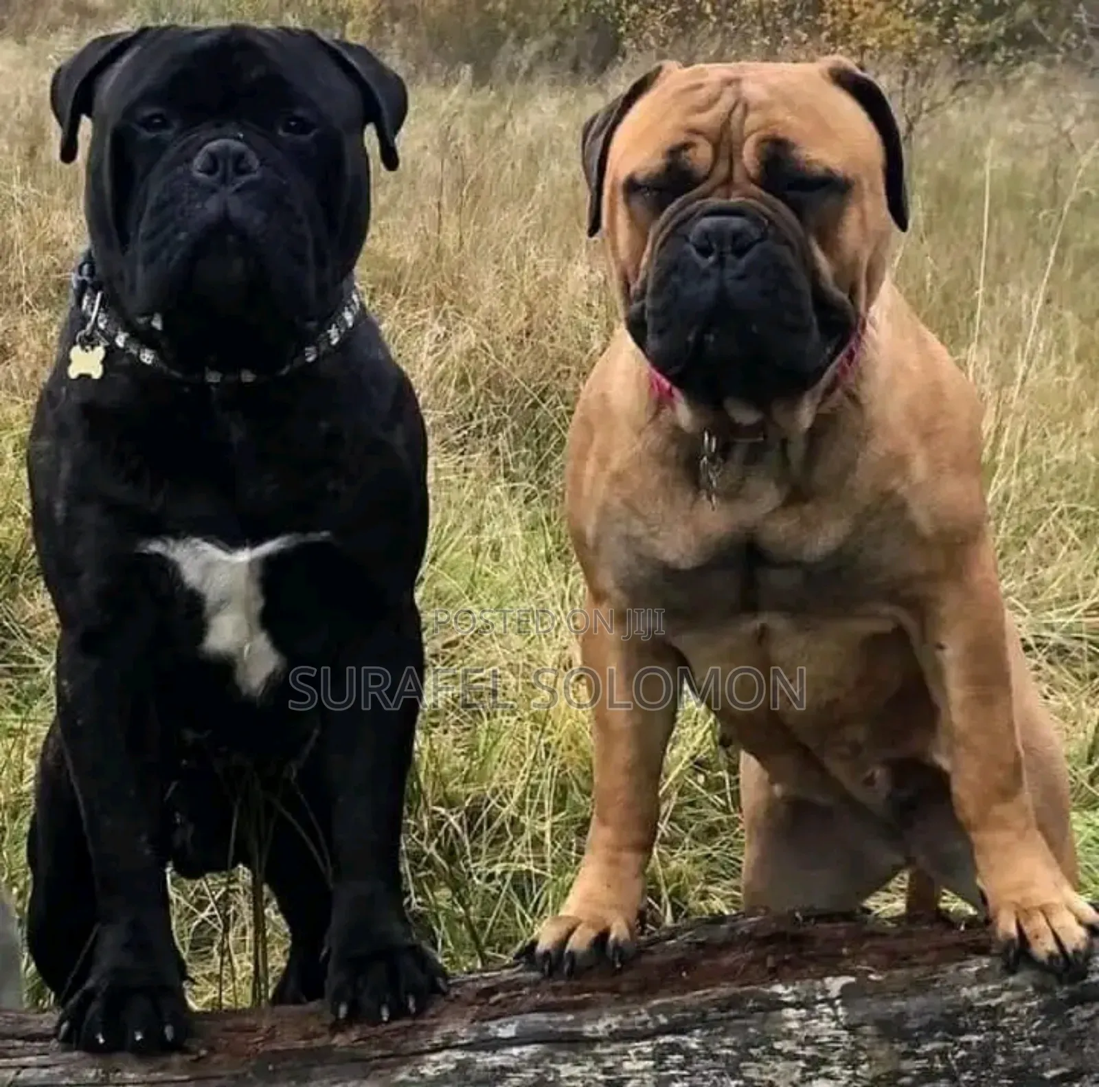 1-3 months Male Purebred Bullmastiff