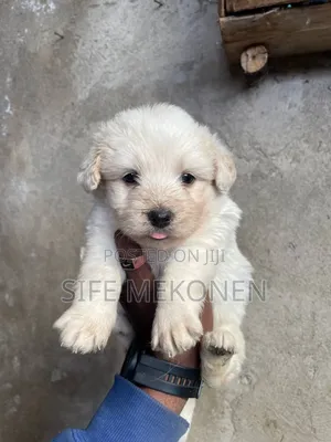 Photo - 1-3 months Male Purebred Maltese