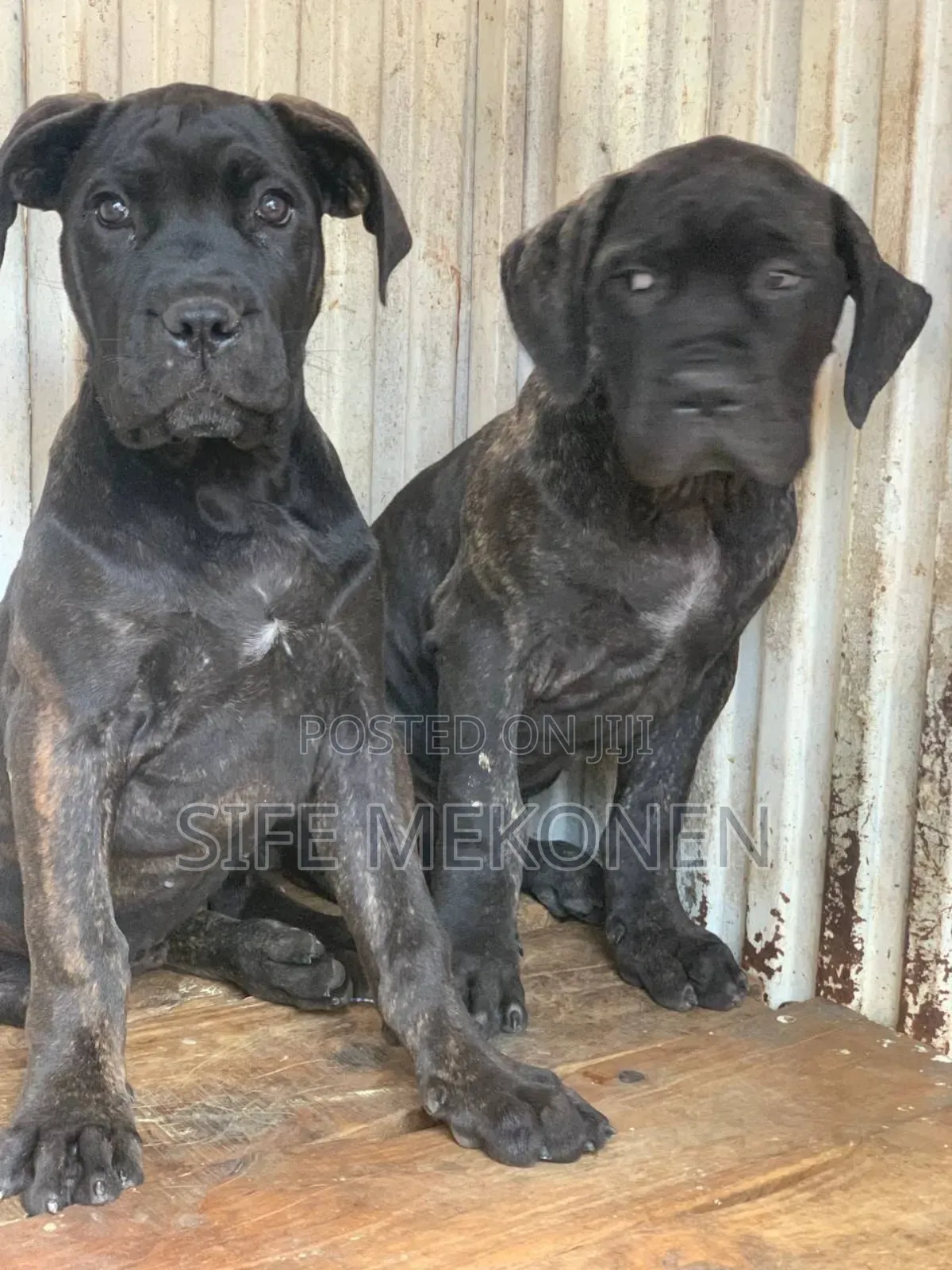 1-3 months Male Purebred Bullmastiff