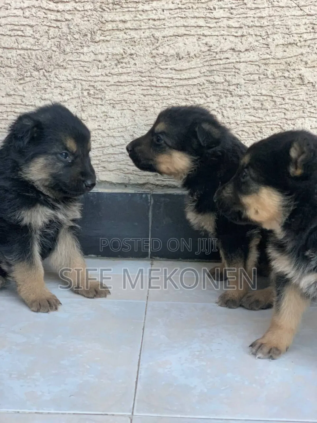 1-3 months Male Purebred German Shepherd