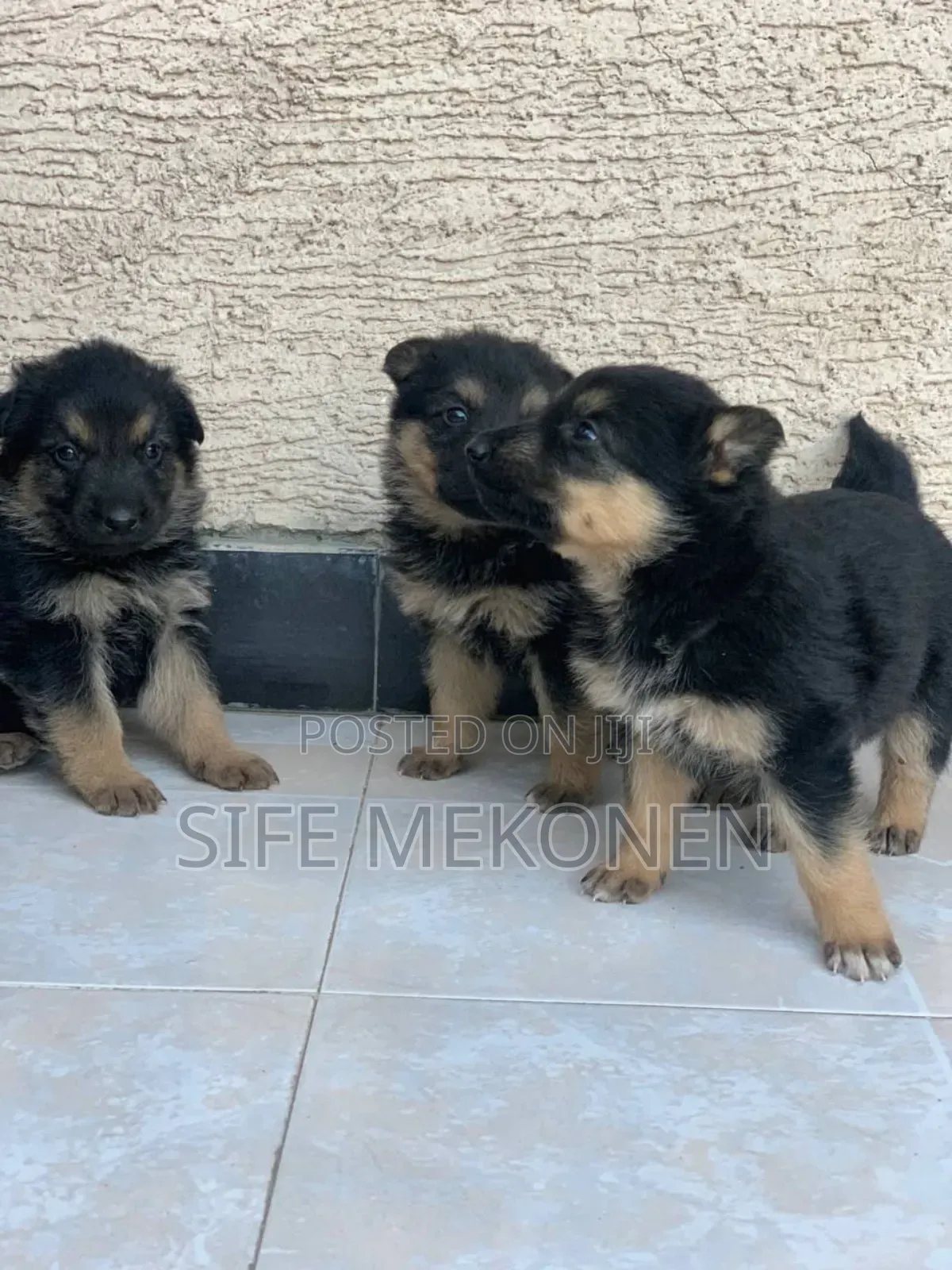 1-3 months Male Purebred German Shepherd