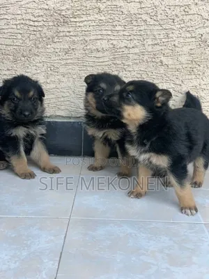 1-3 months Male Purebred German Shepherd