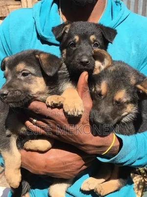 Photo - 1-3 months Female Purebred German Shepherd