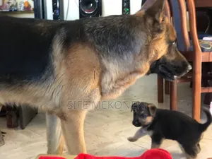 Photo - 1-3 months Male Purebred German Shepherd