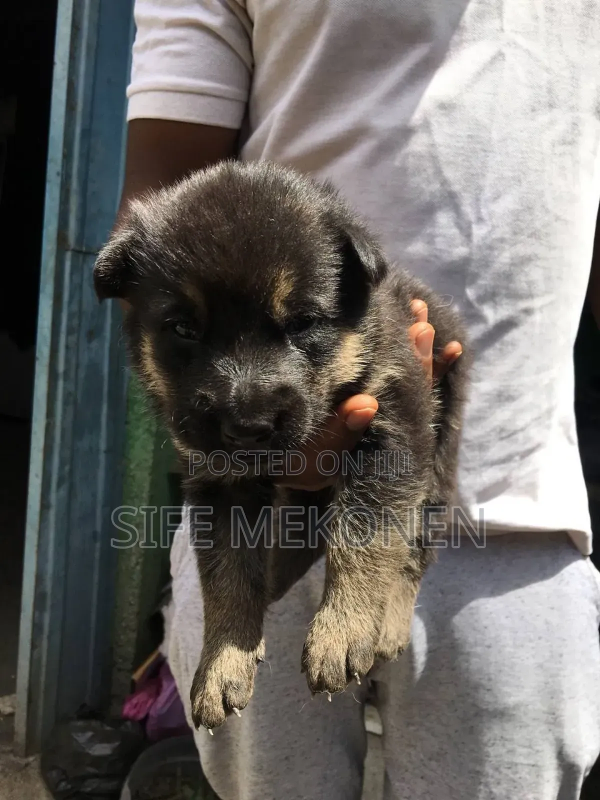 1-3 months Male Purebred German Shepherd