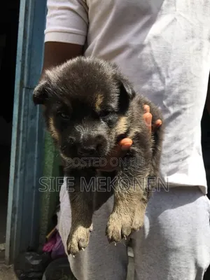 1-3 months Male Purebred German Shepherd