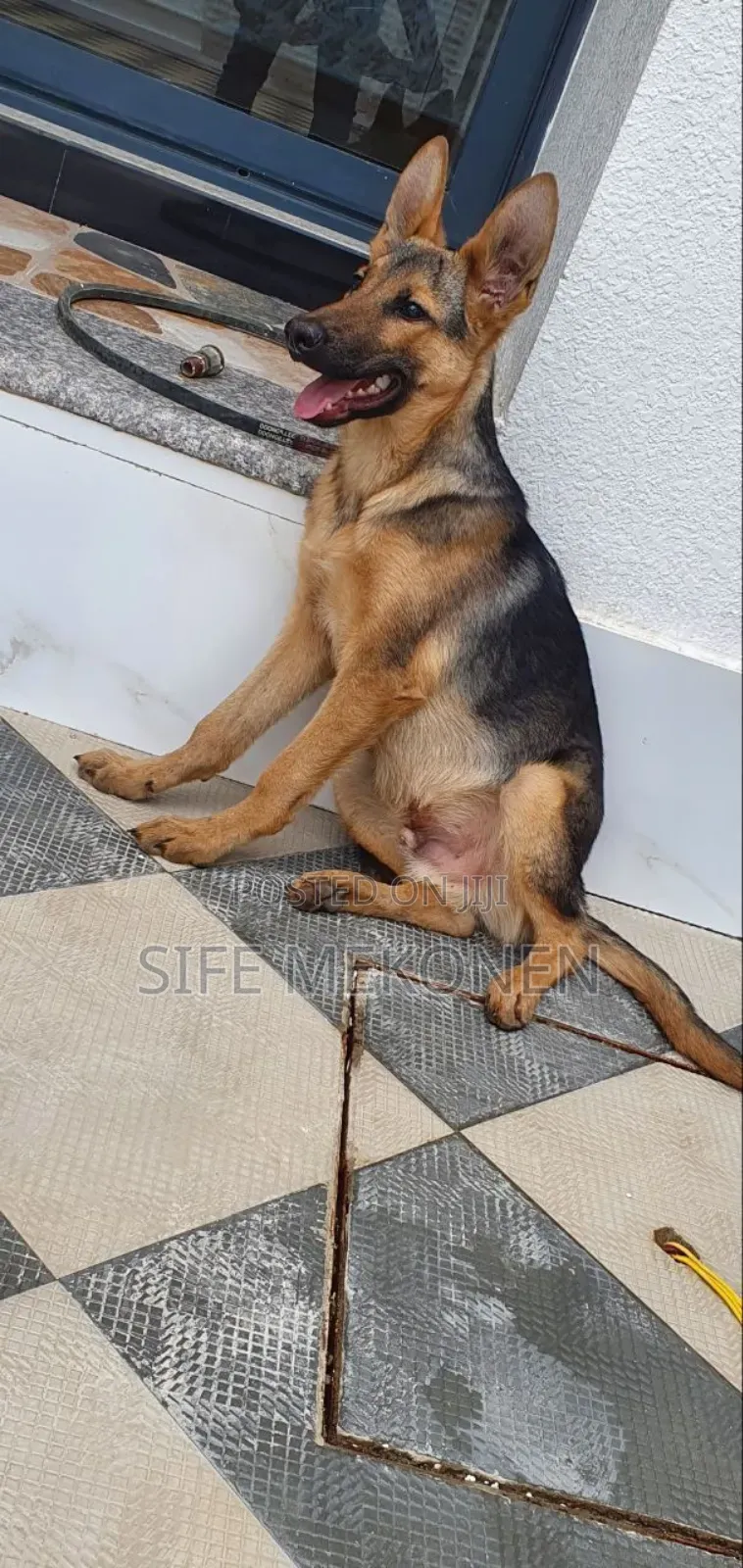 3-6 months Male Purebred German Shepherd
