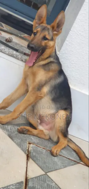 3-6 months Male Purebred German Shepherd