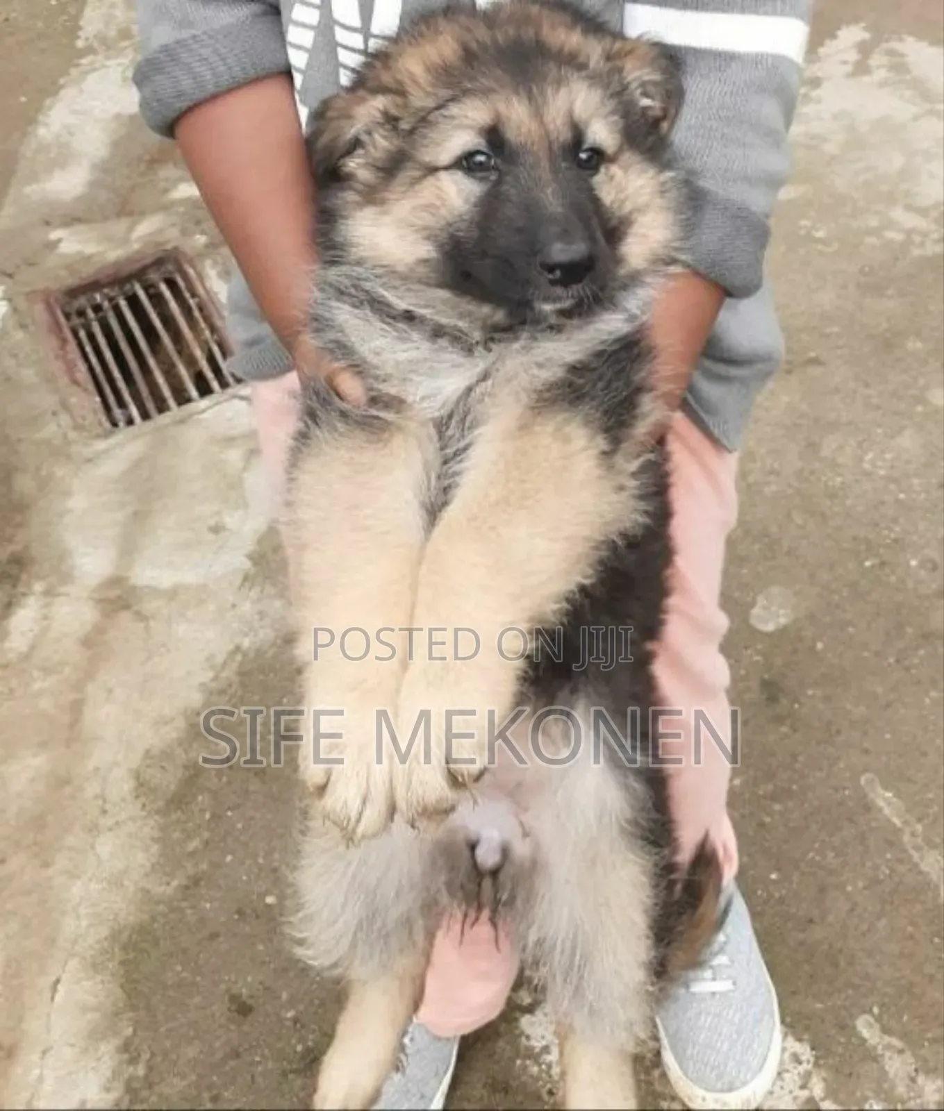 1-3 months Male Purebred German Shepherd