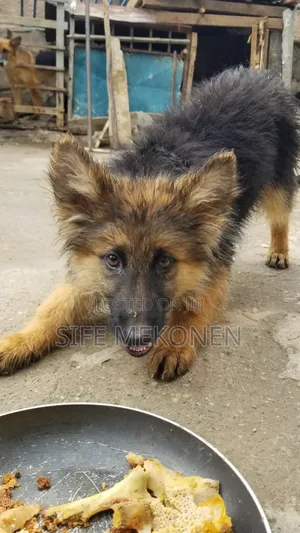1-3 months Male Purebred German Shepherd