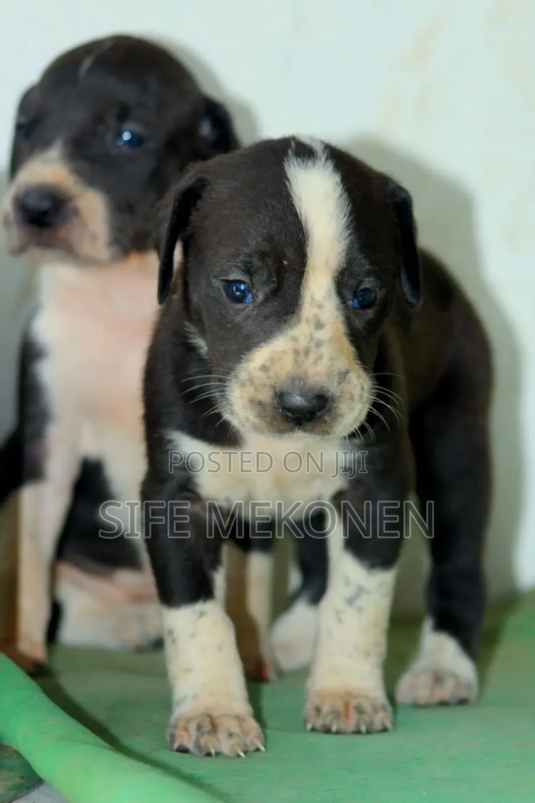 1-3 months Male Purebred Great Dane