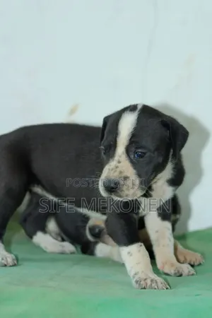 1-3 months Male Purebred Great Dane