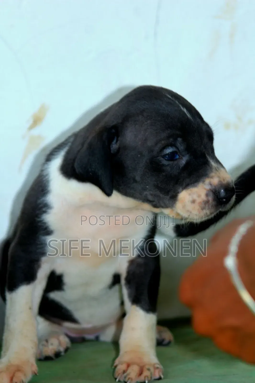 1-3 months Male Purebred Great Dane