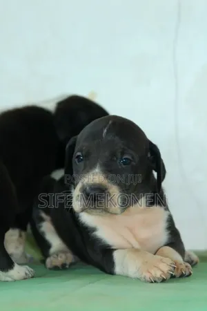 1-3 months Male Purebred Great Dane