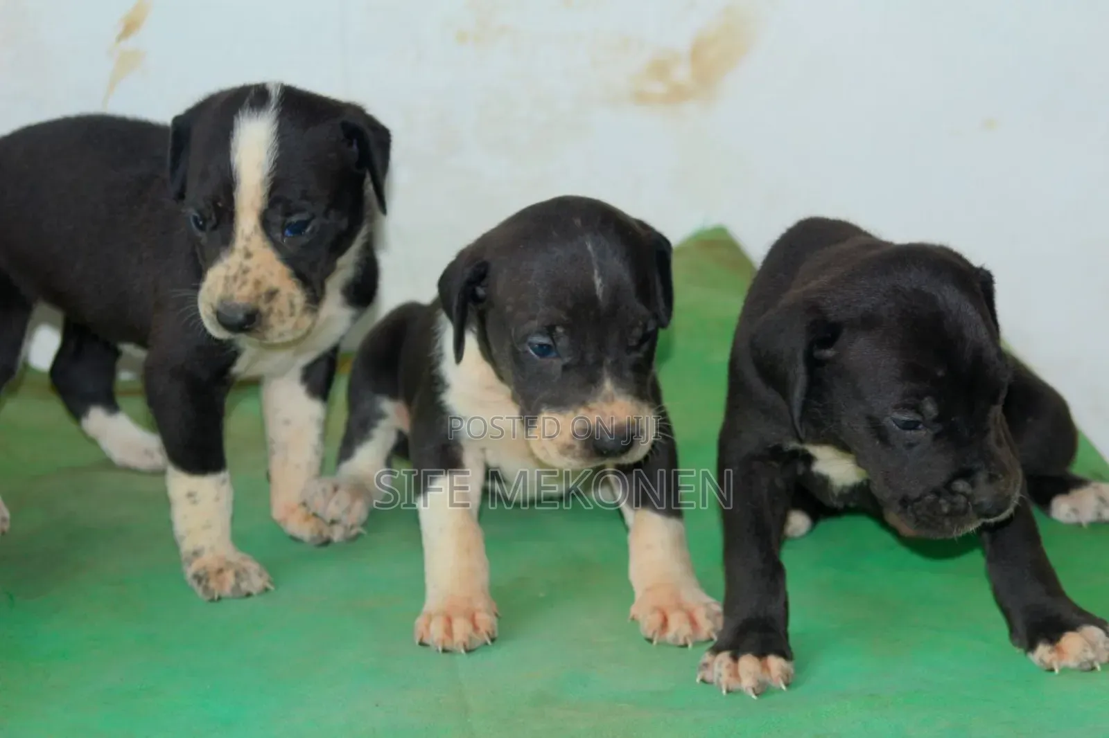 1-3 months Male Purebred Great Dane