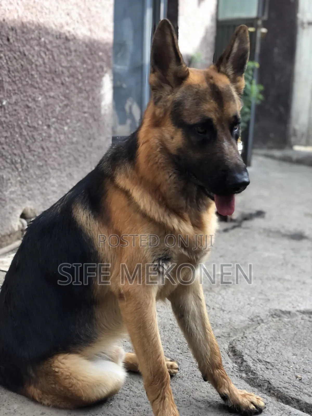 1-3 months Male Purebred German Shepherd