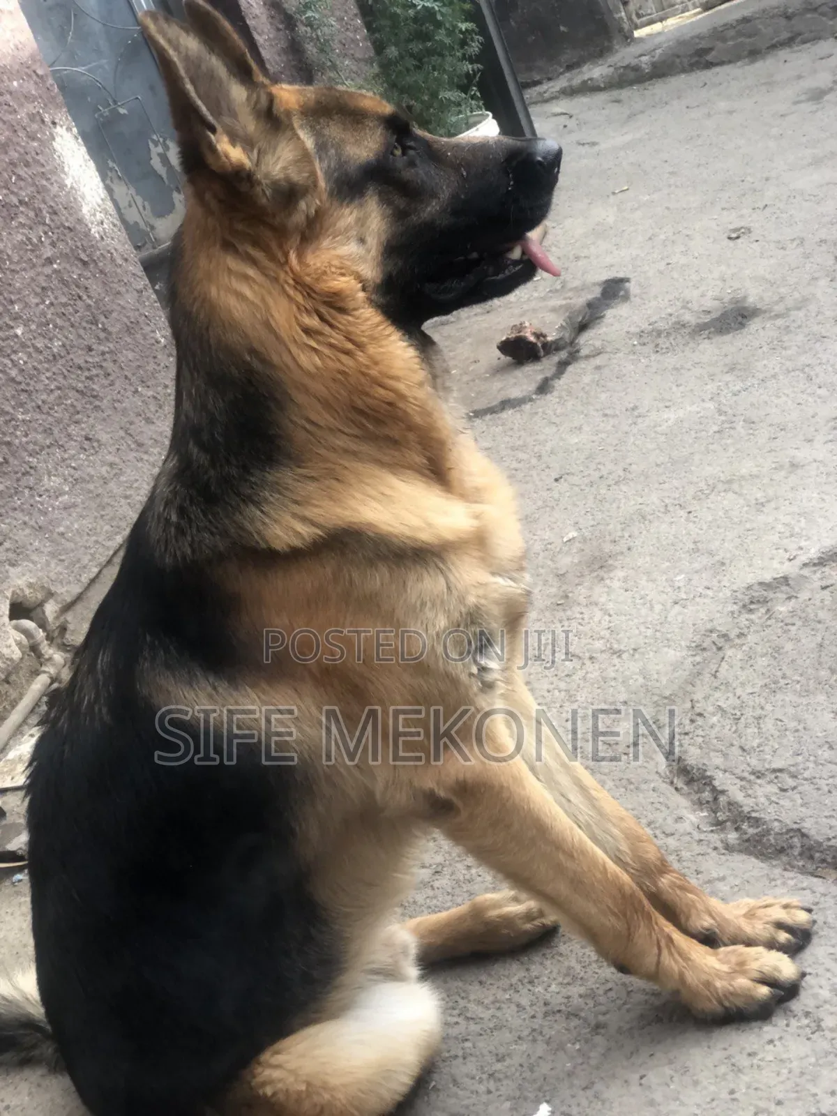 1-3 months Male Purebred German Shepherd