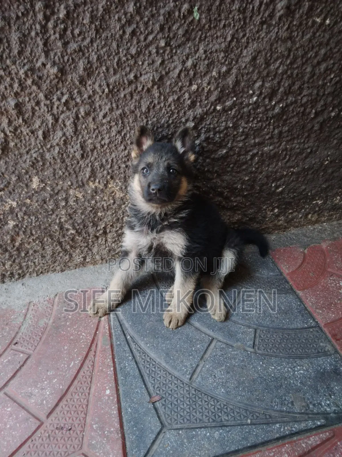 1-3 months Male Purebred German Shepherd