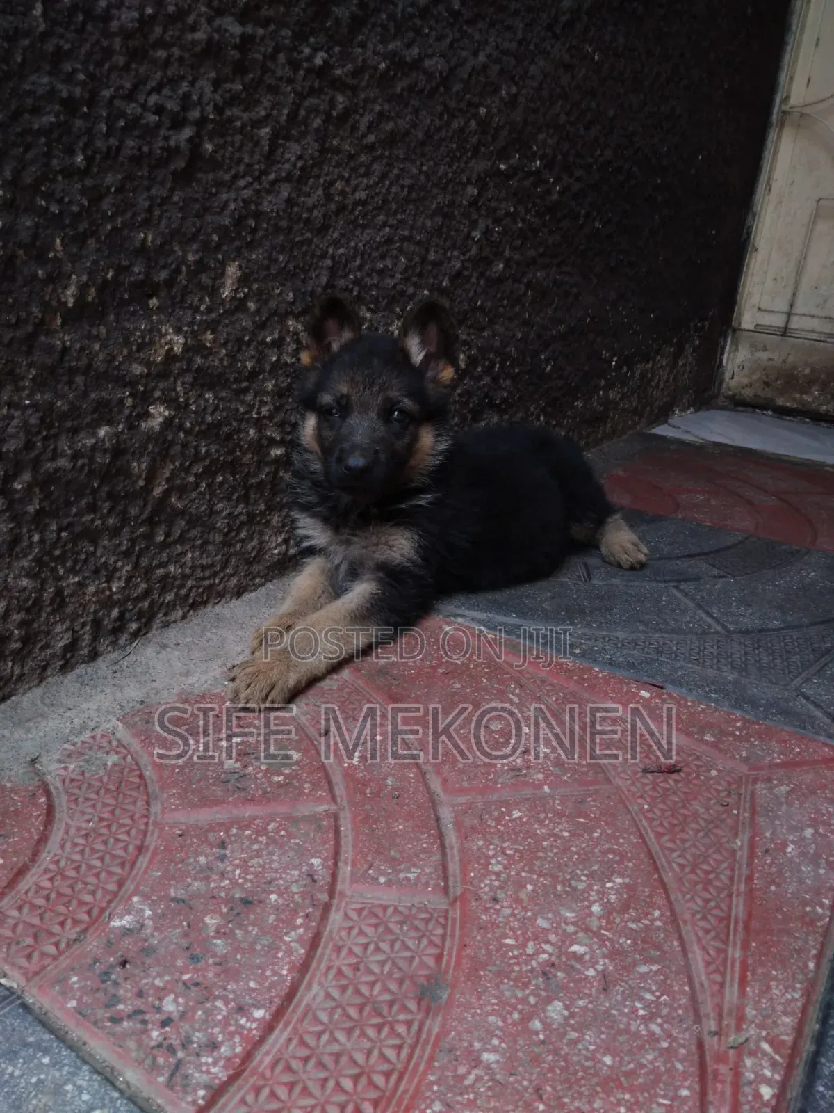 1-3 months Male Purebred German Shepherd