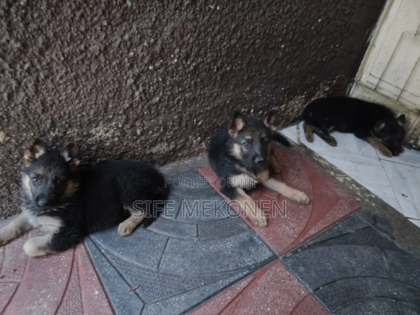 1-3 months Male Purebred German Shepherd