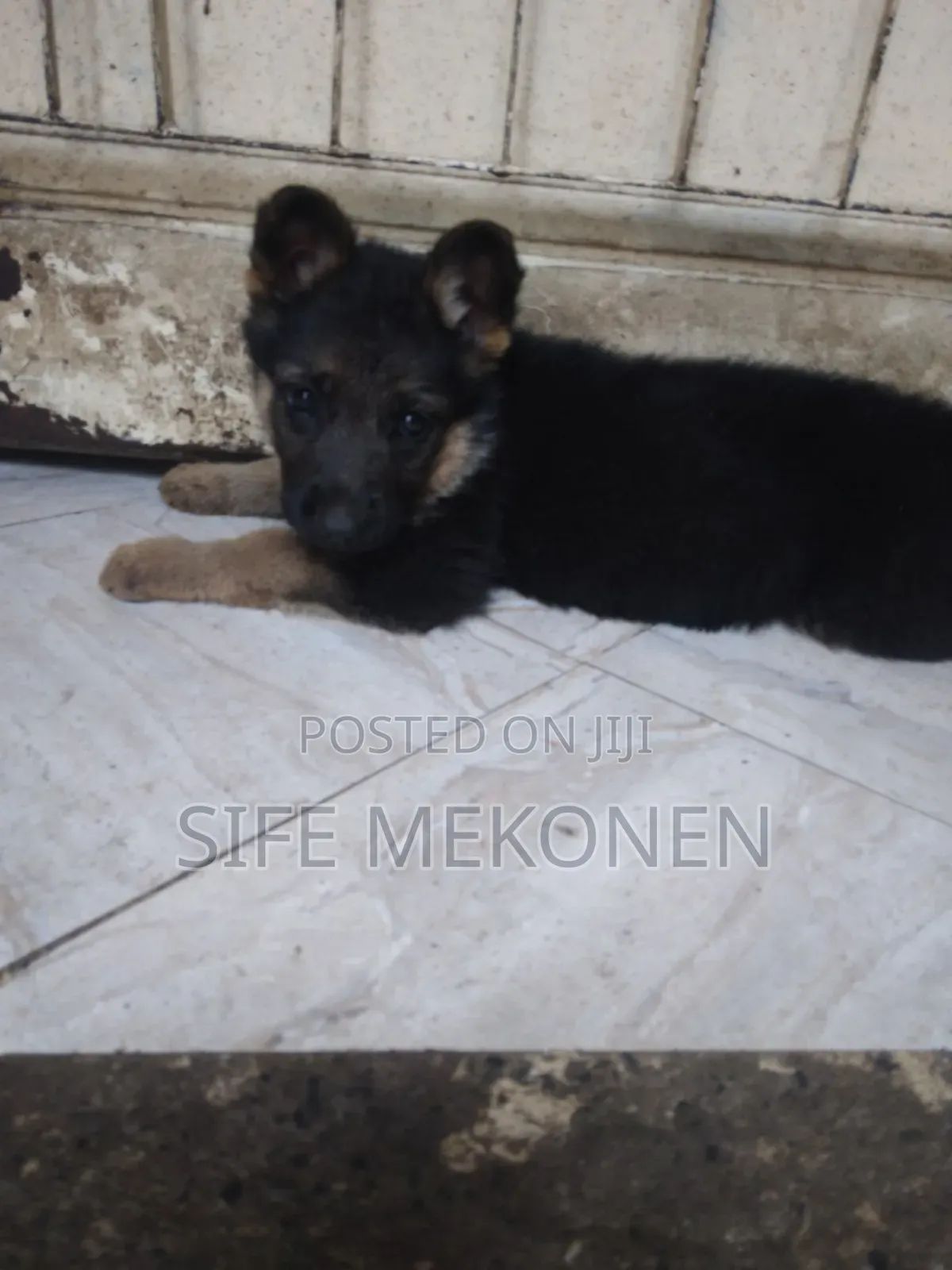 1-3 months Male Purebred German Shepherd