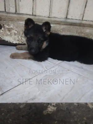 1-3 months Male Purebred German Shepherd