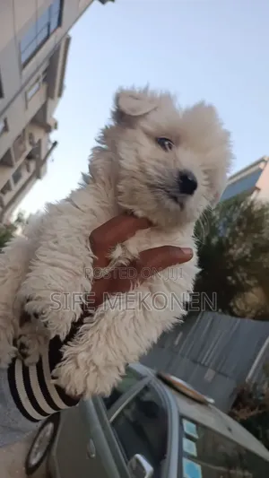 Photo - 1-3 months Male Purebred Maltese